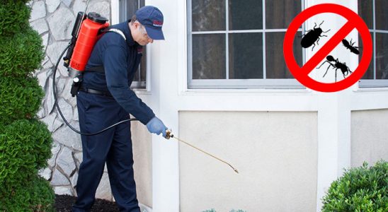 Gülşehir Uçan Haşere İlaçlama böcek ilaçlama ve haşere kontrolü — ilaclama-tr.com